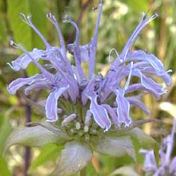 Wild Bergamont